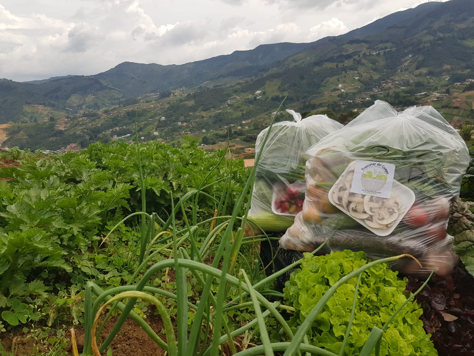 Iniciativa que promete: «Frescuras del Campo, de la huerta a tu casa»