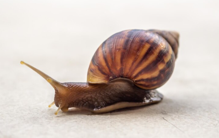 Ten cuidado con los caracoles africanos