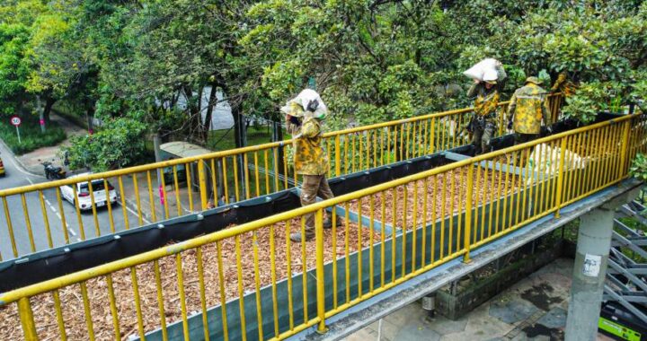 Puentes peatonales, futuros corredores de vida silvestre