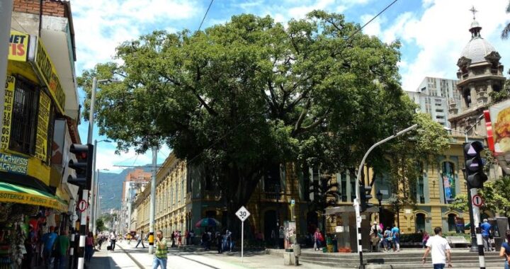 697 árboles que cuentan la historia de la ciudad