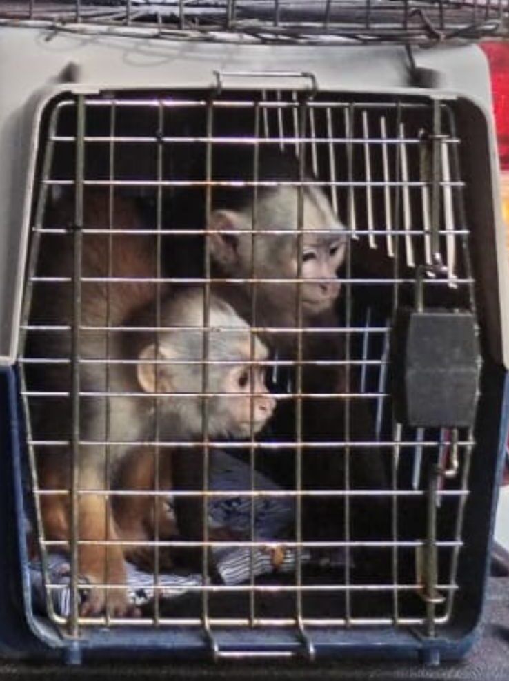 incautan-fauna-silvestre-en-operativos-en-sonson-y-puerto-triunfo