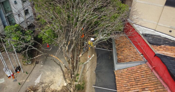 Intervención de árboles en riesgo avanza en Medellín