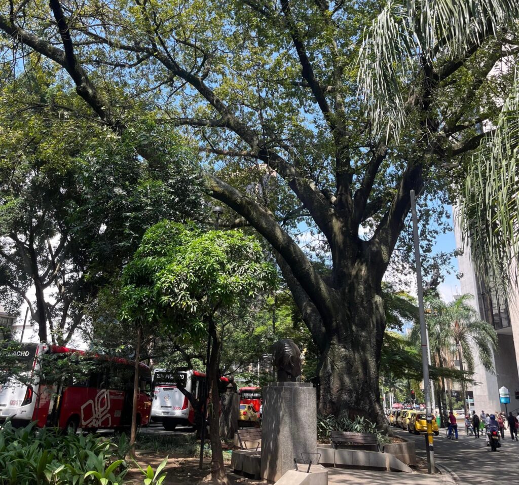 la-ceiba-y-661-arboles-mas-reciben-mantenimiento-en-2024