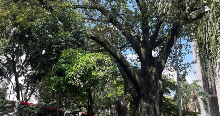 La Ceiba y 661 árboles más reciben mantenimiento en 2024