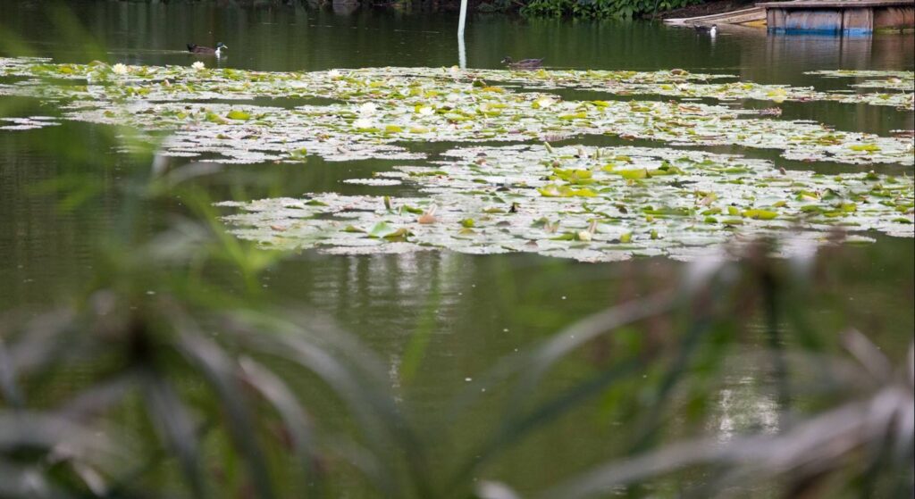 El_Jardín_Botánico_más_vivo_que_nunca
