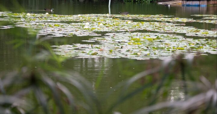 El lago del Jardín Botánico más vivo que nunca