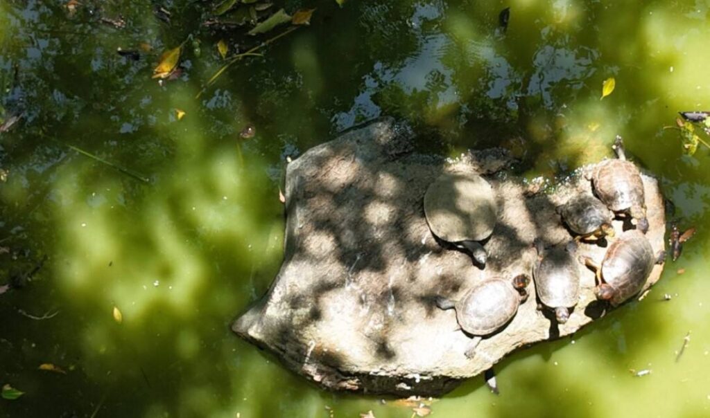 El_Jardín_Botánico_más_vivo_que_nunca
