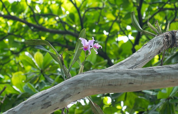 Medellin_florece_con_350_orquideas_en_Carabobo