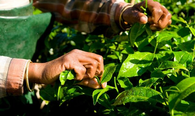 La Agroindustria como motor de crecimiento en Colombia