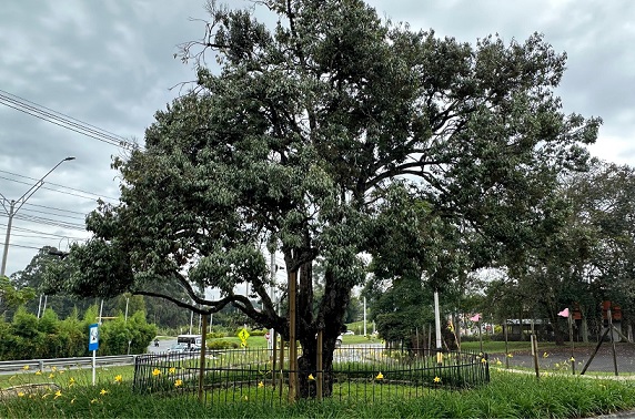 El legado del «Árbol Raro» en Rionegro