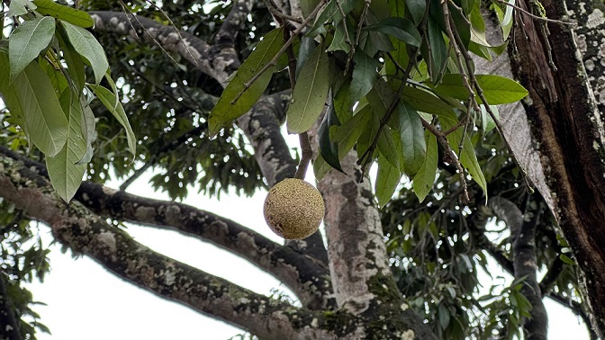 El_legado_del_Arbol_Raro_en_Rionegro
