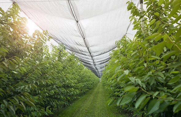 El joven que transforma el campo de San Cristóbal