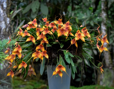 Alma_del_Bosque_el_santuario_de_orquideas_en_La_Ceja