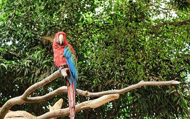 El rescate de una guacamaya a gran altura en Robledo