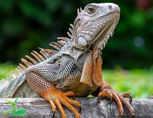 La historia del Parque de las Iguanas en Medellín