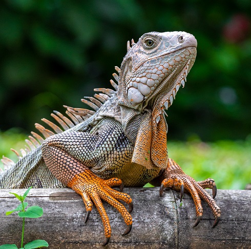 La_historia_del_Parque_de_las_Iguanas_en_Medellin