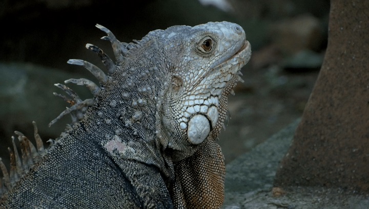 La_historia_del_Parque_de_las_Iguanas_en_Medellin