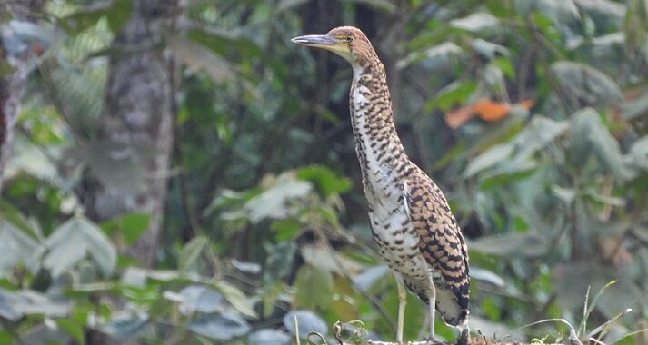 Nuevo hallazgo de fauna en el Alto de San Miguel