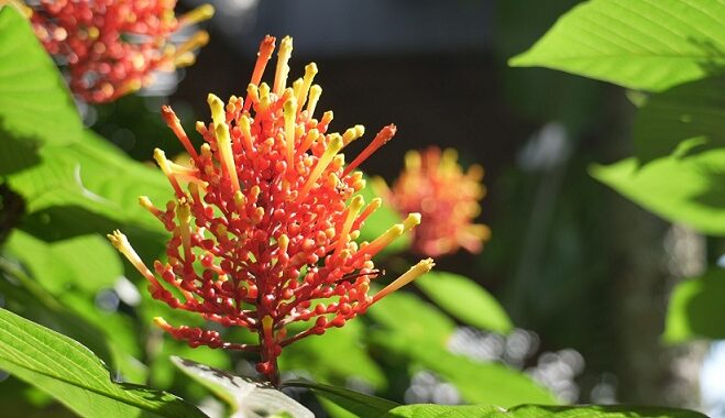 El Congreso de Botánica regresa a Medellín en 2026