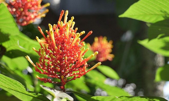 El_Congreso_de_Botanica_regresa_a_Medellin_en_2026